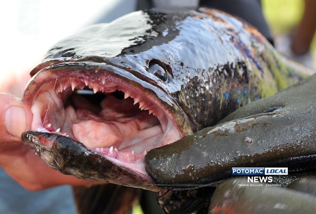 More American Wildlife: Invasive Species. I've always been a bit fascinated by the spread of invasive species, and when I started making a compilation of cool w