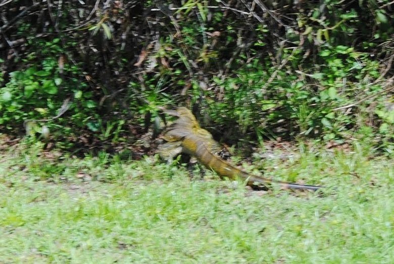 More American Wildlife: Invasive Species. I've always been a bit fascinated by the spread of invasive species, and when I started making a compilation of cool w