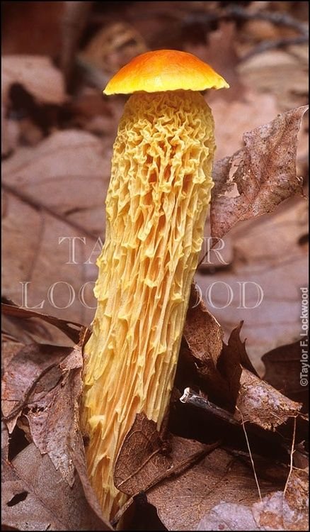Mushroom head shaped things. Absolutely lewd, and people put those things in their mouths.. Viewing this was extremely uncomfortable.