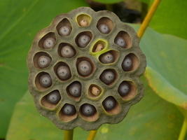 I+had+trypophobia+at+one+point+then+i+brought+myself+_b1a45230203a9401c2f4421b7baa465a.jpg