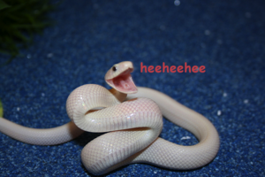 Is+that+a+bow+a+constrictor+_a7b4f8fa140b0af5013a2fa66c422eb6.png