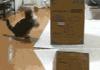 a cat jump in and out of a box