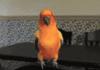 Attack Conure