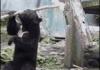 Dont mess with this Bear!