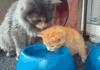 Cat teaching kitten how to drink <b>water</b>