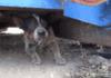 another abandoned dog rescued