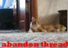 Abondon Thread Cat