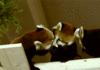 Antidepressants #4 Red Pandas!