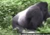 a nigger stealing gorilla