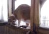 Acrobatic Cat