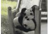 All them pandas