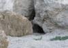Meet the Pallas Cat
