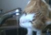 A cat drinking water