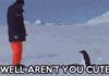 Awww a penguin