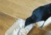 Crow feeding cat & dog