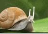 Awesome Snail