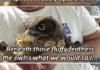 Owls are cool