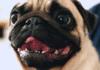 Antidepressant Pugs