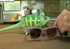 Awesome Chameleon Changing Colors