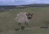 Amazing sheep light.