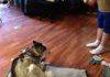 Husky Shenanigans