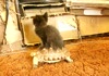 A kitten riding a tortoise.