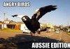 Angry birds Australia edition