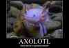 Axolotl