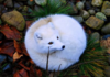 A beautiful Arctic Fox