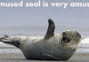 Amused Seal