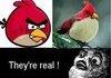 Angry Birds