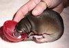 a baby platypus