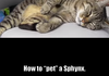 A Short Cat Guide
