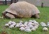 Turtles, Return to the Mother-Ship