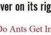 Ants Intoxicated?