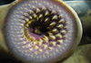 A Lamprey- and it's a fish.
