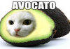 AVOCATO