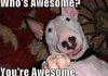 Awesome