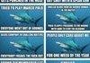 Awkward Shark