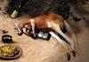 Another Drunken Aussie