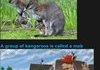 Animal Facts: Australian Animals