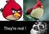 Angry Birds