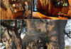 A bar in centuries old tree