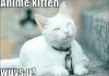 Anime kitteh