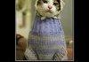 A Cat Wearing a Jumper.