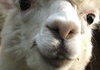 Alpaca