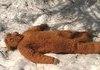 Another Dead Alien Found In Russia