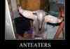 Anteater