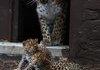 Amur Lepord cumbs