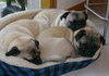 A big pile of pugs
